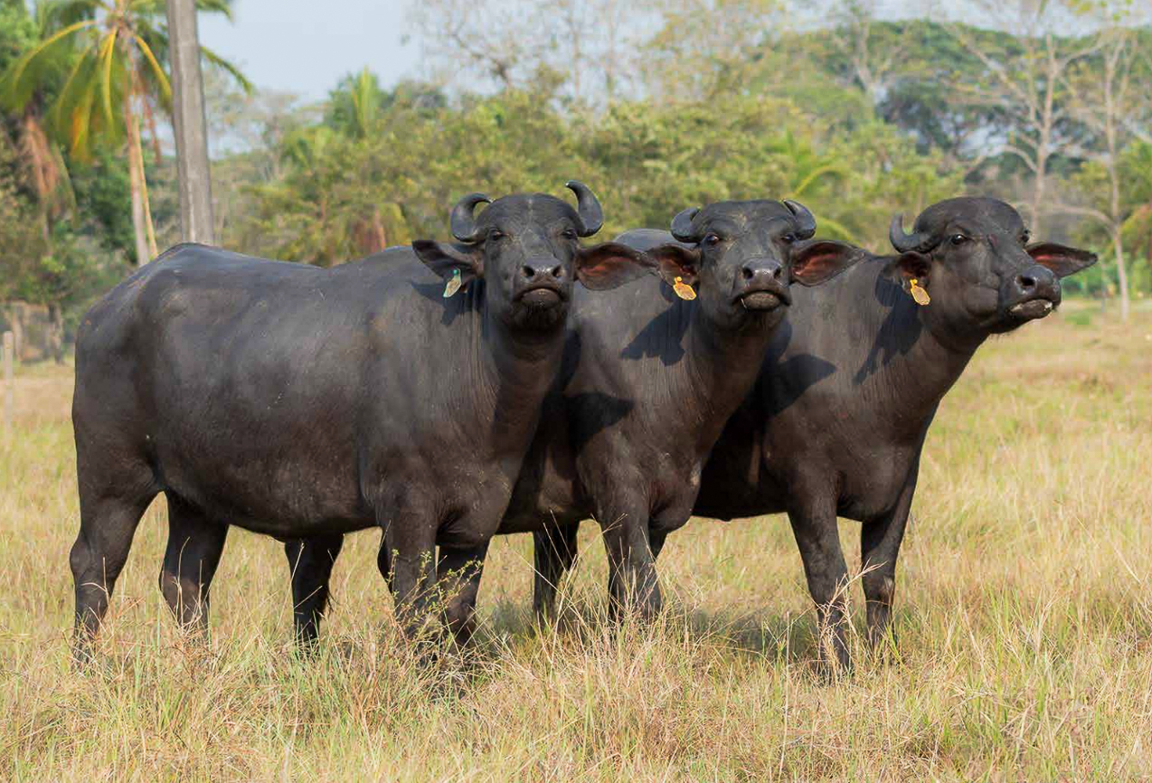 Búfalos de Asobúfalos